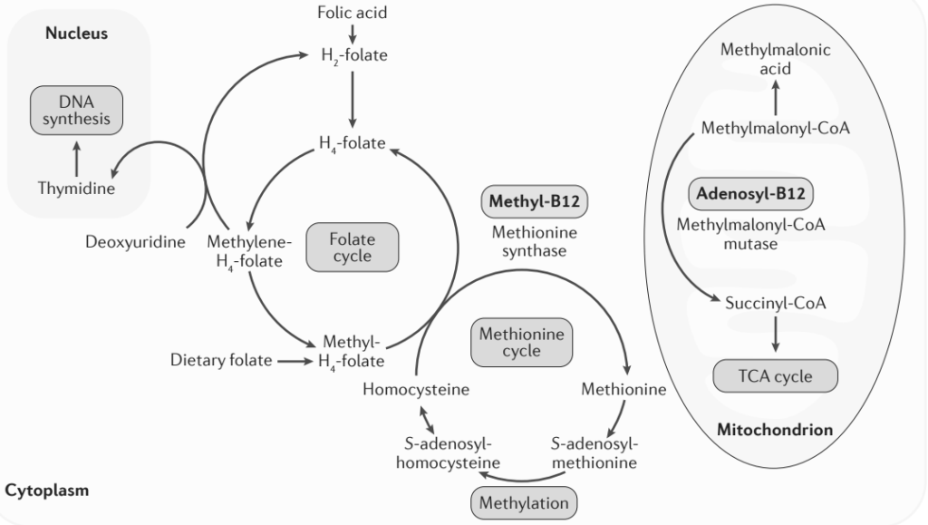 Homocysteina – co powinieneś o niej wiedzieć